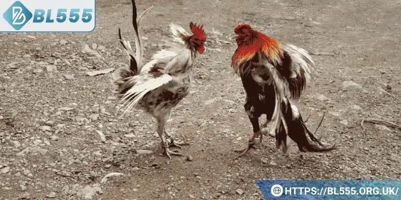 Lựa chọn nhà cái uy tín
