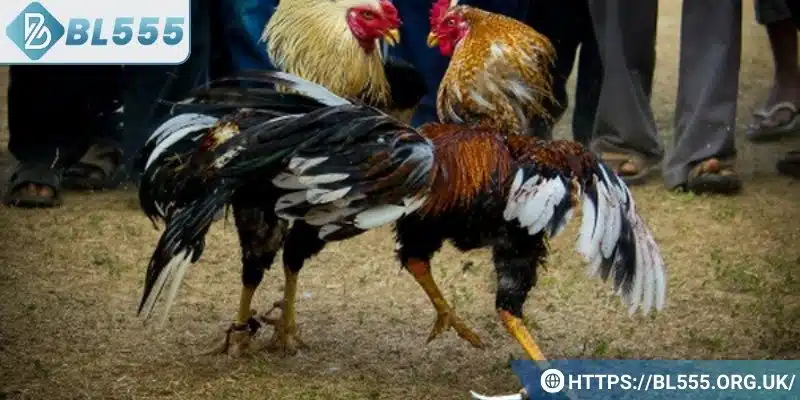 Một số lưu ý cần thiết khi cá cược đá gà
